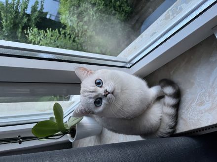 Deckkater sucht Dame