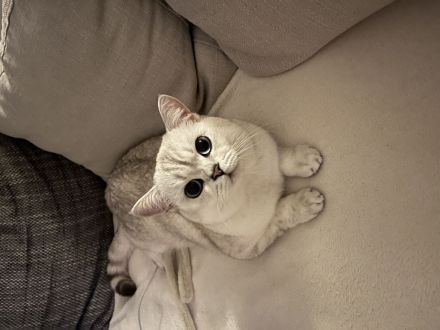 Deckkater sucht Dame