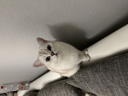 Deckkater sucht Dame