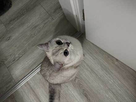 Deckkater sucht Dame