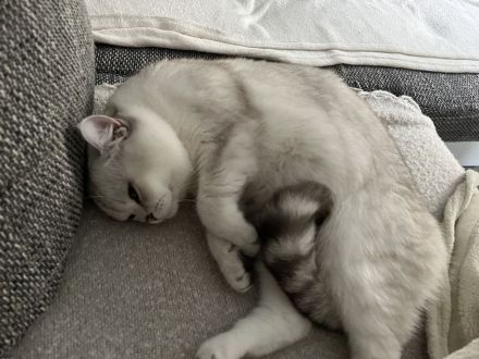 Deckkater sucht Dame