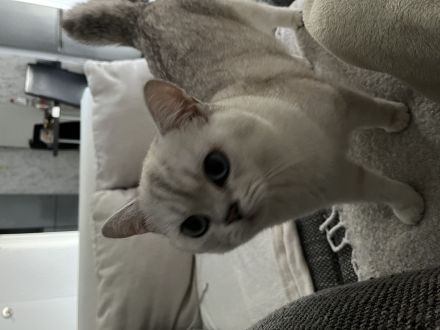 Deckkater sucht Dame