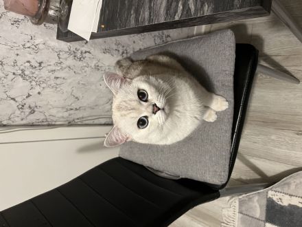 Deckkater sucht Dame