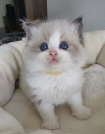 Ragdoll Kitten mit FIFE Stammbaum