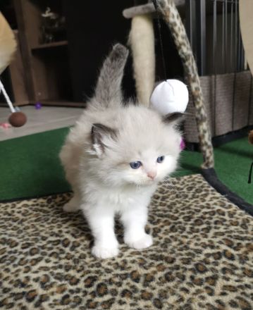 Ragdoll Kitten mit FIFE Stammbaum