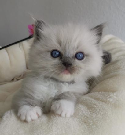 Ragdoll Kitten mit FIFE Stammbaum