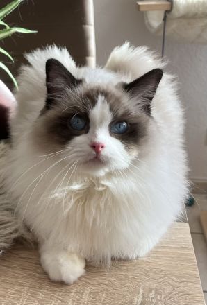 Ragdoll Kitten mit FIFE Stammbaum