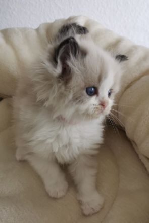 Ragdoll Kitten mit FIFE Stammbaum