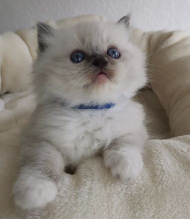 Ragdoll Kitten mit FIFE Stammbaum