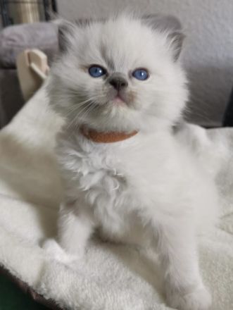 Ragdoll Kitten mit FIFE Stammbaum