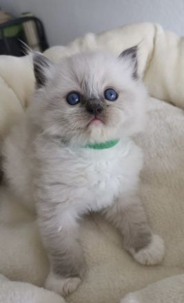 Ragdoll Kitten mit FIFE Stammbaum