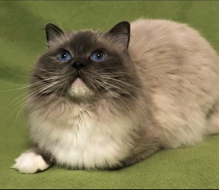 Ragdoll Kitten mit FIFE Stammbaum