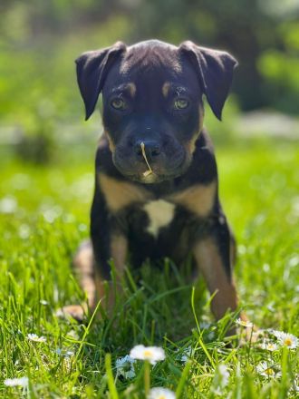 American Bully XL ABKC Welpen Abholungsbereit !