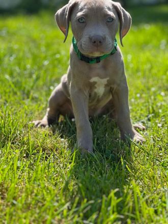 American Bully XL ABKC Welpen Abholungsbereit !