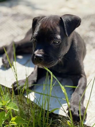 American Bully XL ABKC Welpen Abholungsbereit !