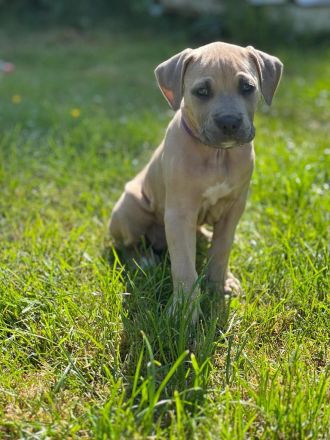 American Bully XL ABKC Welpen Abholungsbereit !