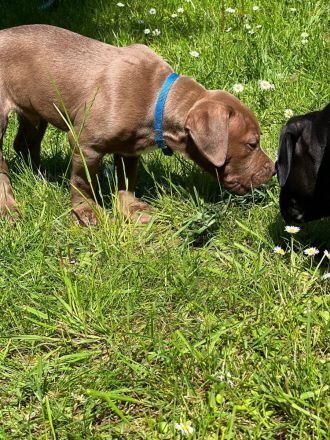 American Bully XL ABKC Welpen Abholungsbereit !