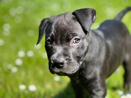 American Bully XL ABKC Welpen Abholungsbereit !