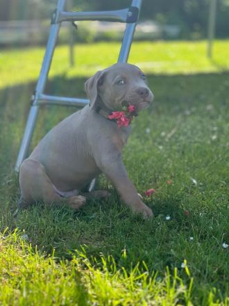 American Bully XL ABKC Welpen Abholungsbereit !
