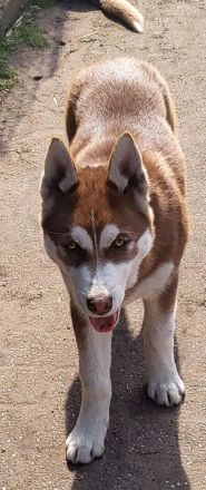 3 Junge Husky 5 Monate alt