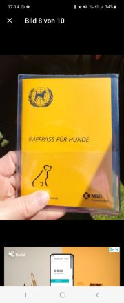 3 Junge Husky 5 Monate alt