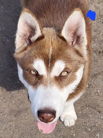 3 Junge Husky 5 Monate alt