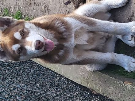 3 Junge Husky 5 Monate alt