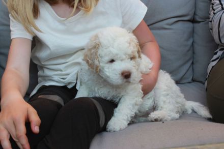 Lagotto Romagnolo Welpen - Allergikerfreundliche Rasse