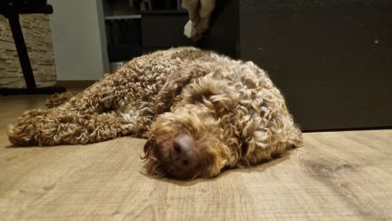 Lagotto Romagnolo Welpen - Allergikerfreundliche Rasse