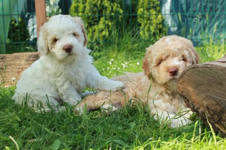 Lagotto Romagnolo Welpen - Allergikerfreundliche Rasse