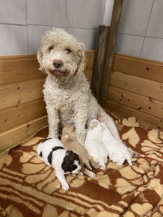 Lagotto Romagnolo Welpen - Allergikerfreundliche Rasse