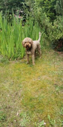 Lagotto Romagnolo Welpen - Allergikerfreundliche Rasse