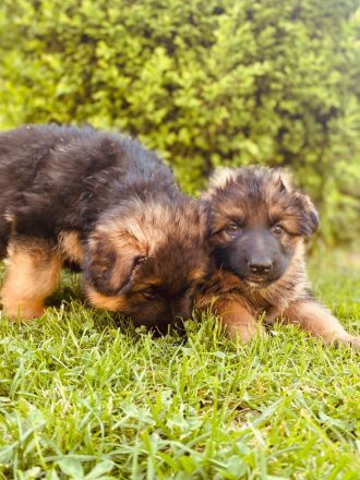 Welpen Schäferhund Langstockhaar