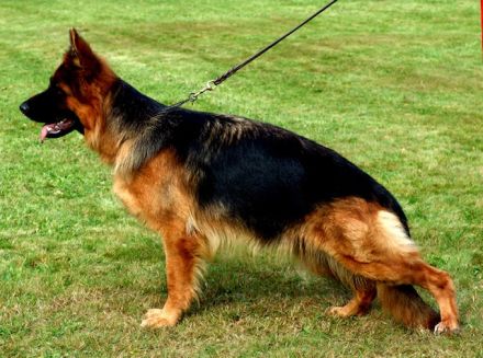 Welpen Schäferhund Langstockhaar