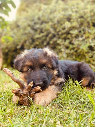 Welpen Schäferhund Langstockhaar