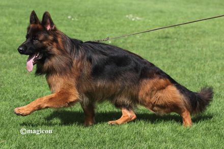 Welpen Schäferhund Langstockhaar