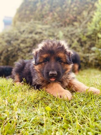 Welpen Schäferhund Langstockhaar