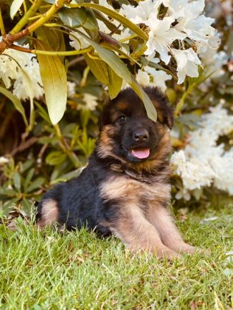 Welpen Schäferhund Langstockhaar
