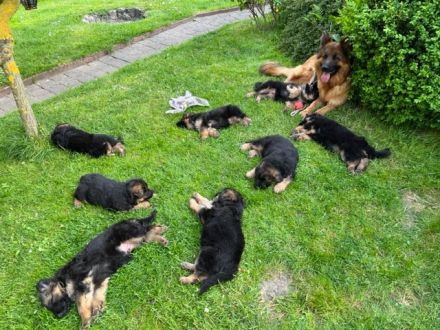 Welpen Schäferhund Langstockhaar