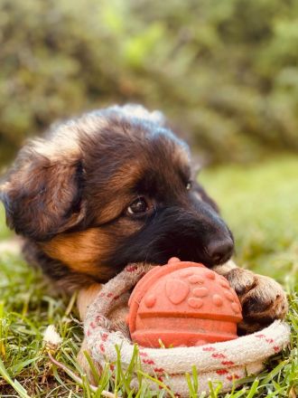 Welpen Schäferhund Langstockhaar