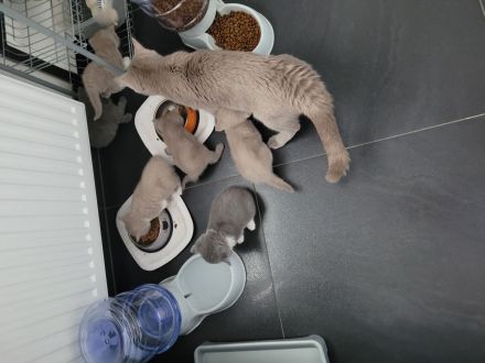 Reinrassige BKH Kitten