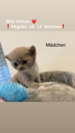 Reinrassige BKH Kitten