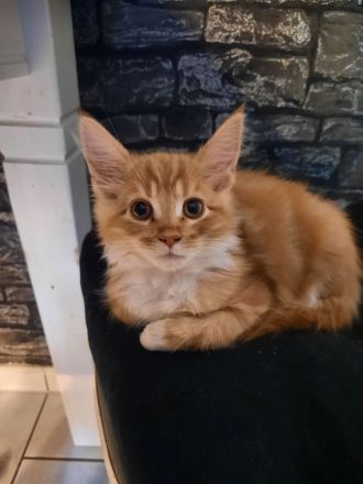 Norwegischewaldkatze/maincoon