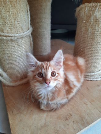 Norwegischewaldkatze/maincoon