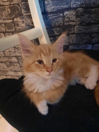 Norwegischewaldkatze/maincoon