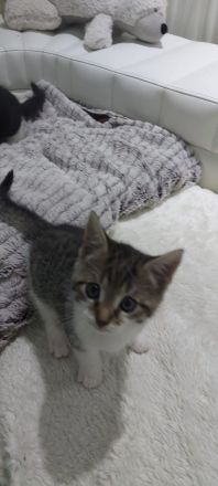 Europäische kurzhaarige Katzen