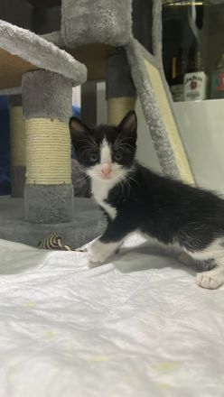 Europäische kurzhaarige Katzen