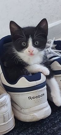 Europäische kurzhaarige Katzen