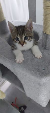 Europäische kurzhaarige Katzen