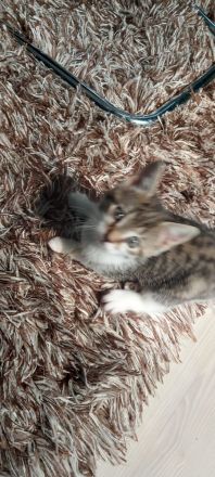 Europäische kurzhaarige Katzen